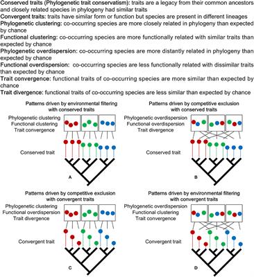 Understory Community Assembly Following Wildfire in Boreal Forests: Shift From Stochasticity to Competitive Exclusion and Environmental Filtering